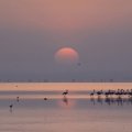 flamingos on a lake at sunset