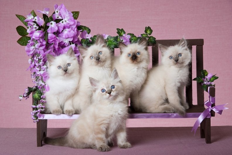 kittens_photo_models.jpg