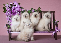 Kittens photo models