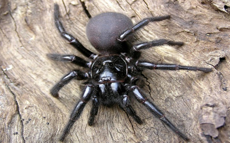 sydney_funnel_web_spider.jpg