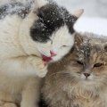 Cute Winter Cats