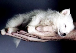 arctic wolf baby