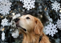 Dog in Winter