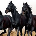 Black Running Horses
