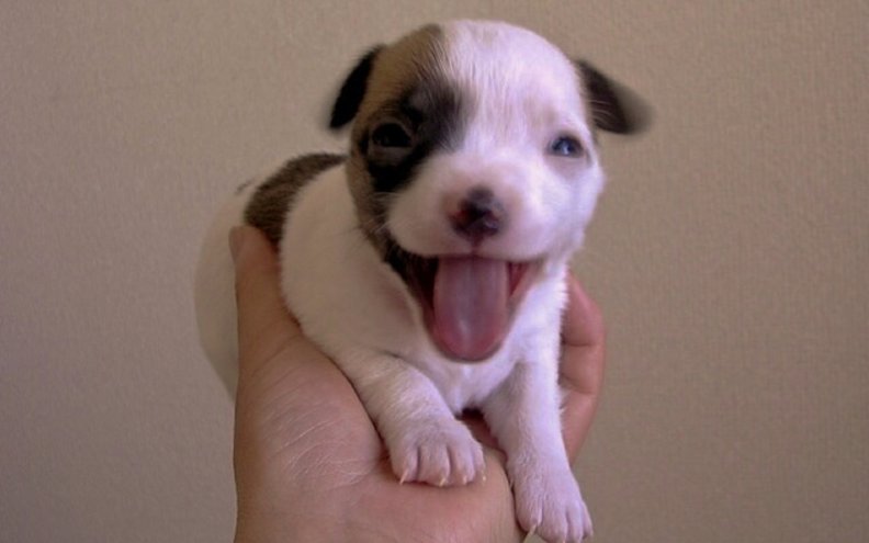happy_puppy.jpg