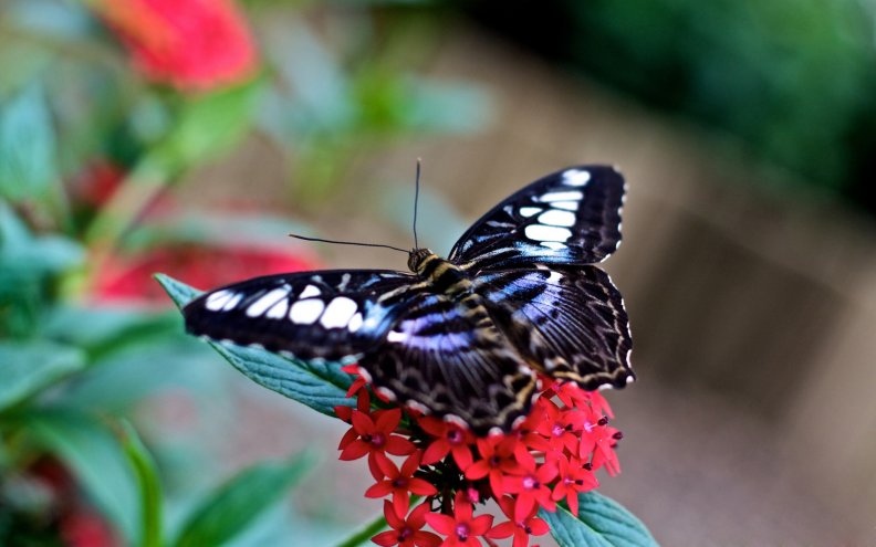 beautiful_butterfly.jpg