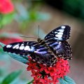 beautiful Butterfly