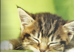 Kitten napping