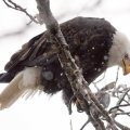 Eagle On Tree