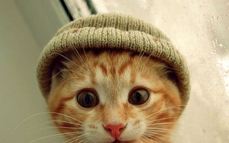 cats_in_hats.jpg