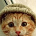 Cats in hats :)