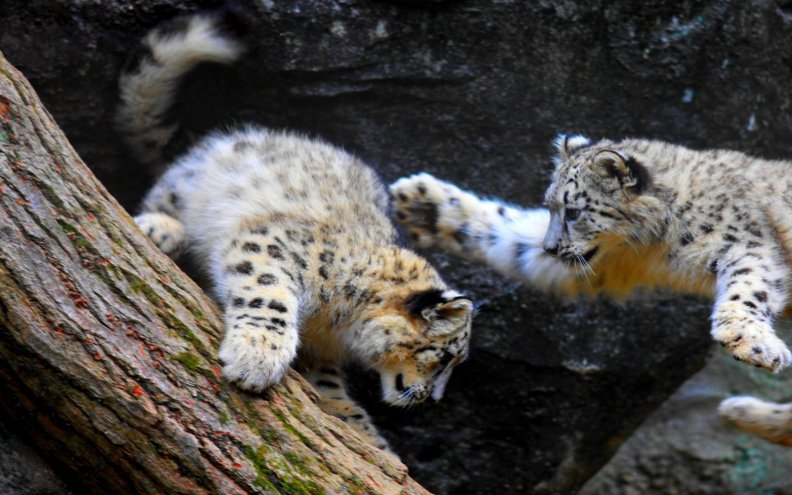 baby_snow_leopards.jpg