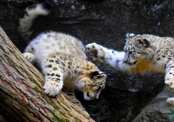 baby snow leopards