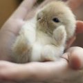Sweetest Tiny Baby Bunny