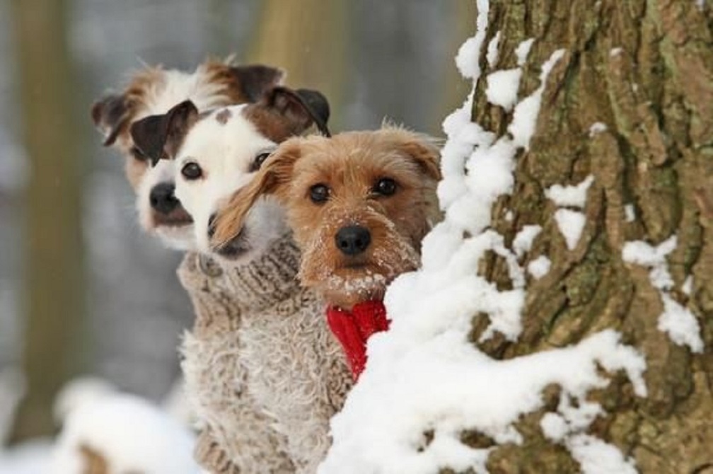 dogs in winter