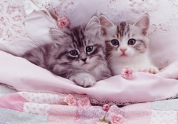 Silver kittens in pale pink bed