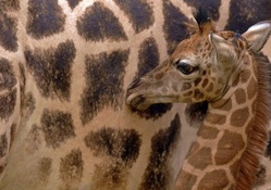 Giraffe, 1 week old