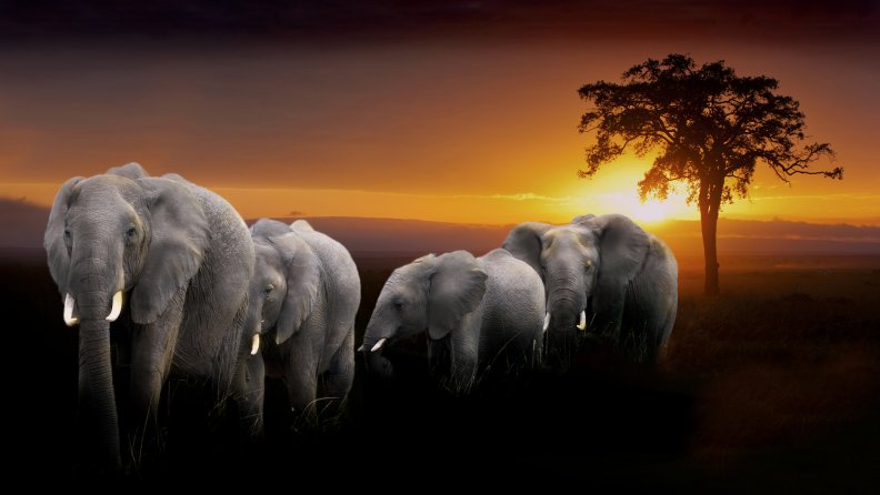 a_herd_of_elephants_at_sunset_in_africa.jpg
