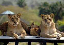 african lionesses_