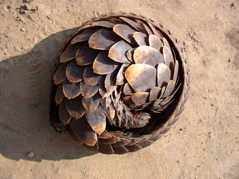 rolled up(pangolin)