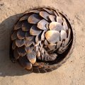rolled up(pangolin)