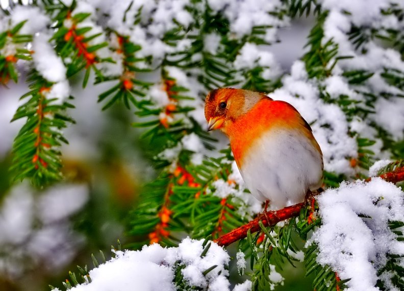 winter_bird.jpg