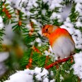Winter _ bird