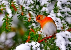 Winter _ bird