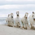 gorgeous white horses stampeding on a beach