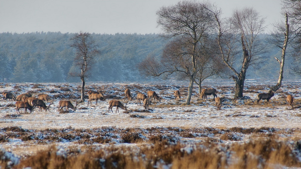deer grazing on a frosty winter morning