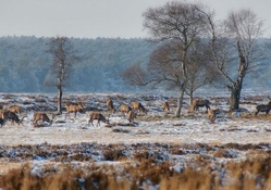 deer grazing on a frosty winter morning