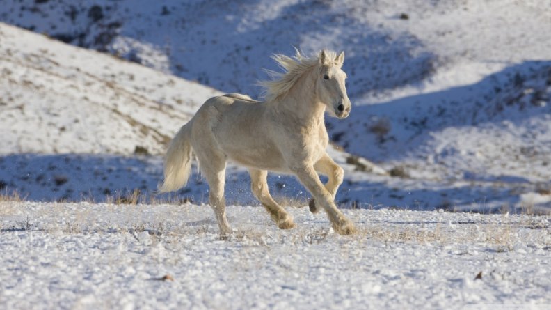 white_horse.jpg