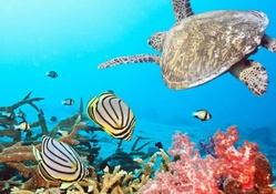 Jamaica Underwater