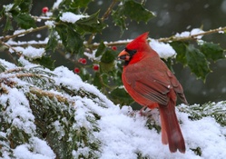 Cardinal at Christmas