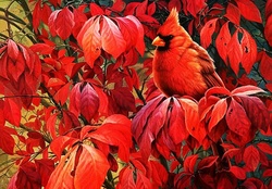 Red Bird and Red Leaves