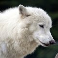 white timber wolf