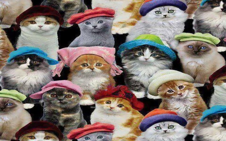 cats_with_hats.jpg