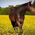 Horse in Flowerfield