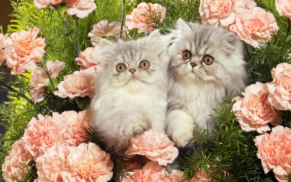 Kittens and carnations