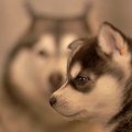 Husky double portrait
