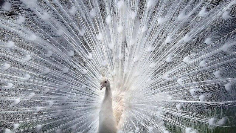 white_peacock.jpg