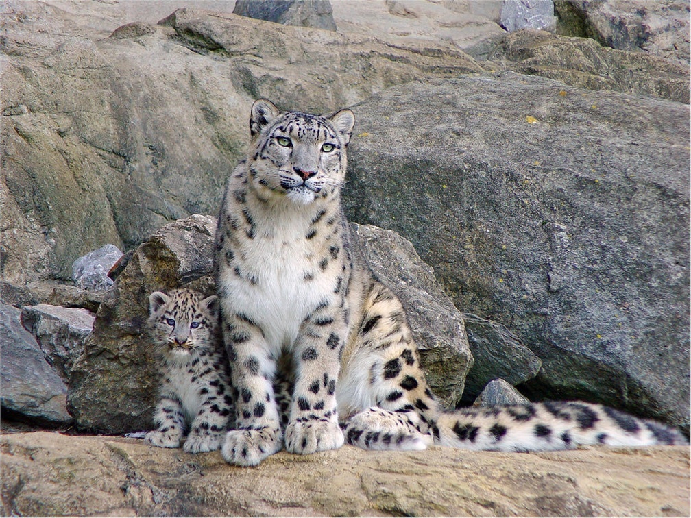 Gorgeous Snow Leopards