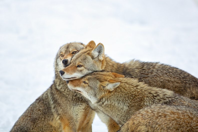 coyote_hug.jpg
