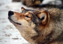 Streching wolf
