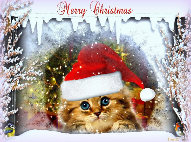 christmas_kitty.jpg