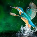 *** Kingfisher ***