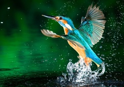 *** Kingfisher ***