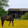 Beautiful Horse in a Yellow Field