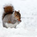 Squirrel in Snow!