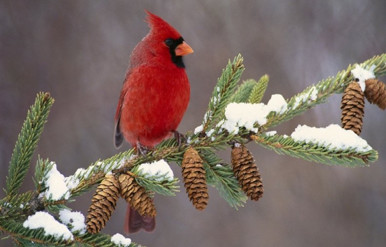 Bird In Winter